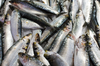 SALMON SOSTENIBILIDAD 10