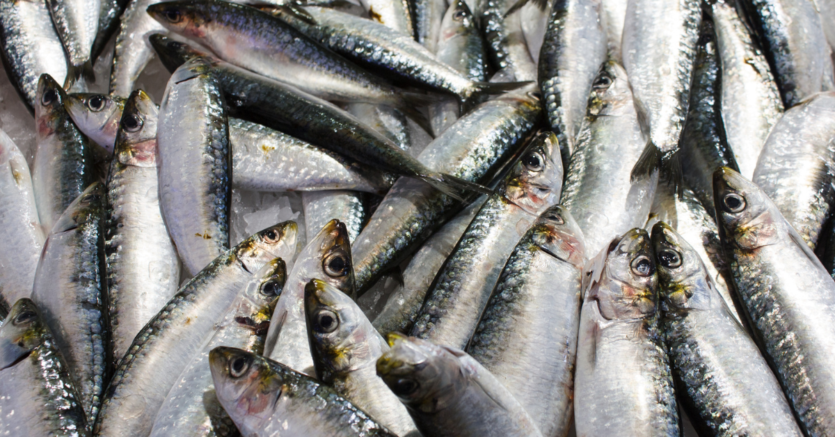 SALMON SOSTENIBILIDAD 10