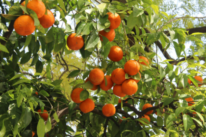 SALMON SOSTENIBILIDAD 5