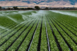 agro peruano