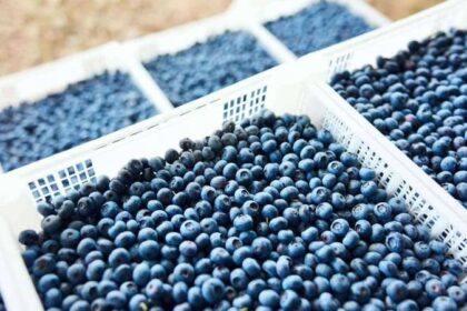 agroexportaciones 1