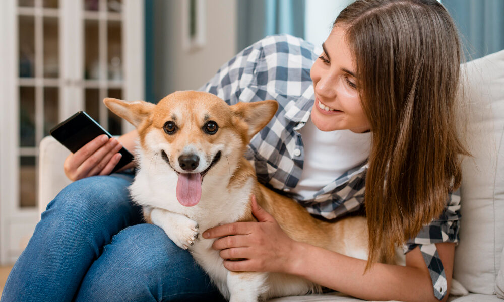 diabetes canina