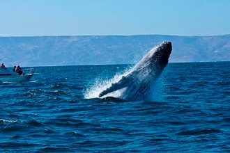 ds ballenas
