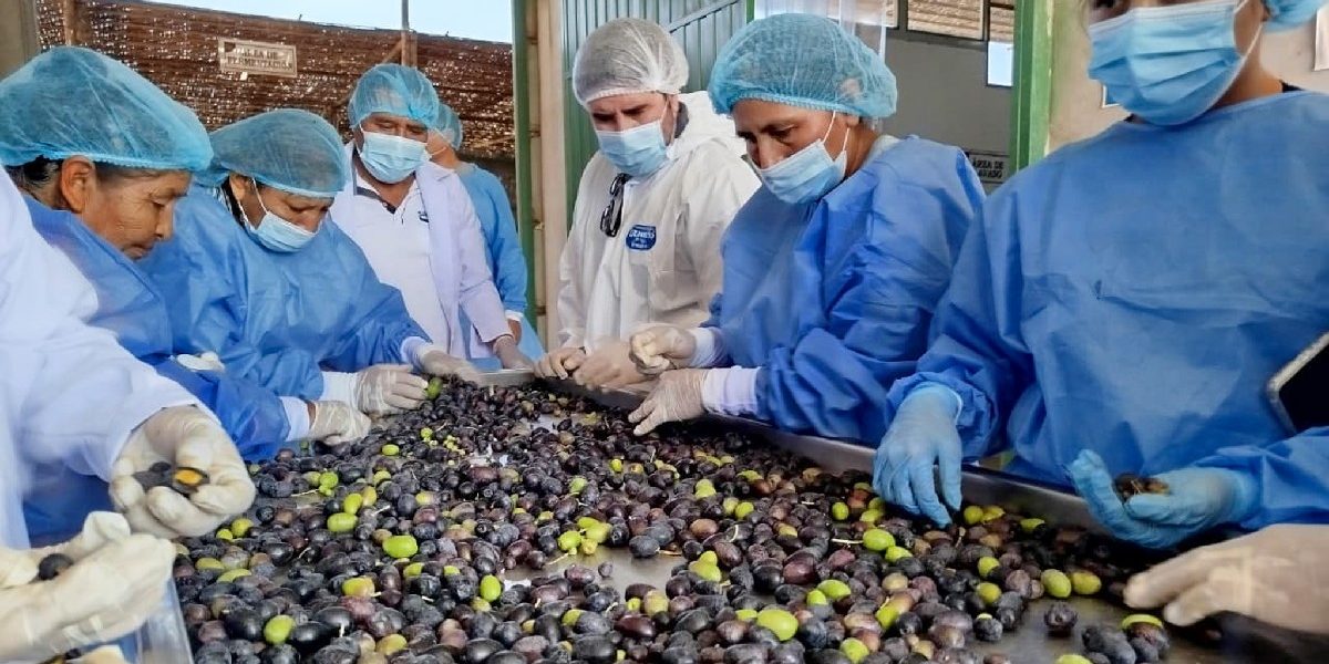ds exportacionesaceitunas