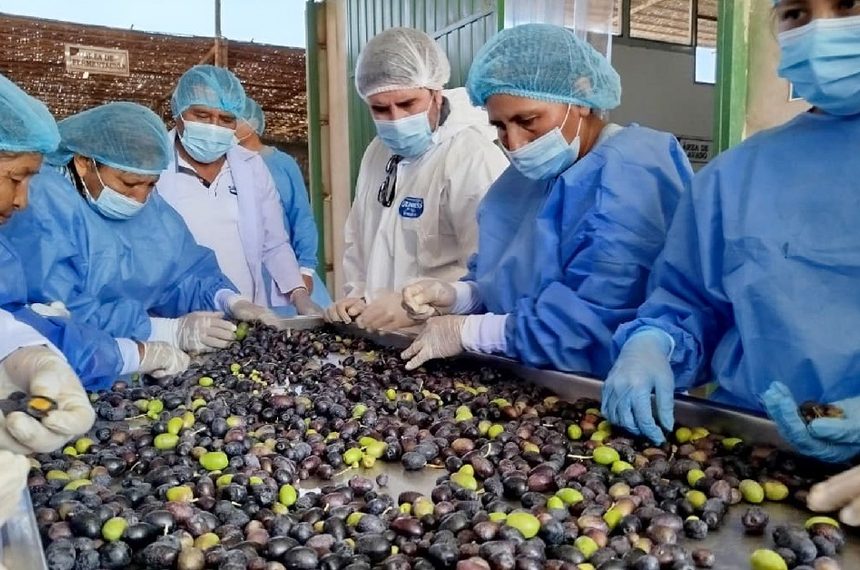 ds exportacionesaceitunas