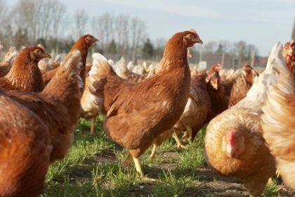 ds gallinas 1