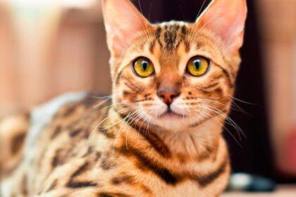 ds gato