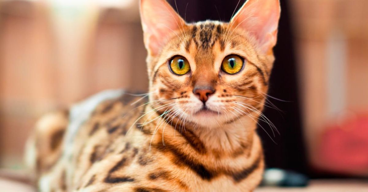 ds gato
