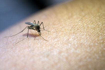 ds mosquito