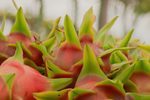 ds pitahaya