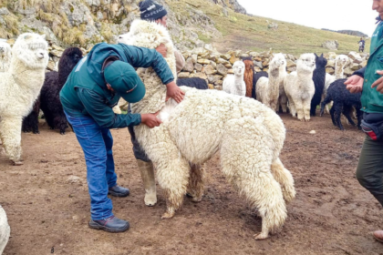 fortalecimiento alpacas