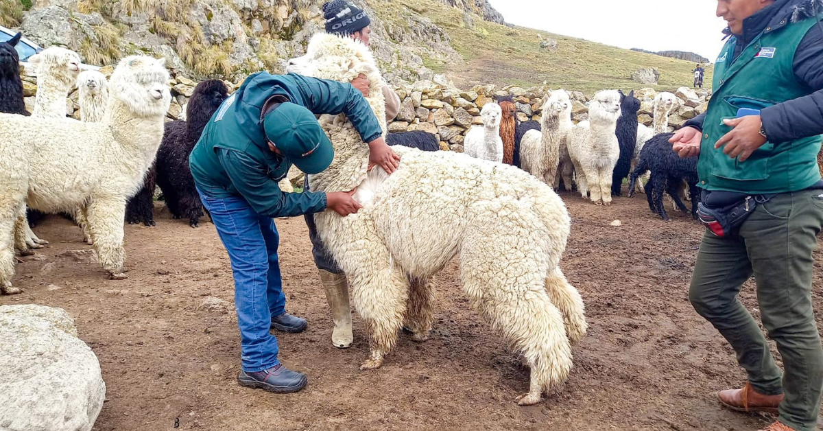 fortalecimiento alpacas