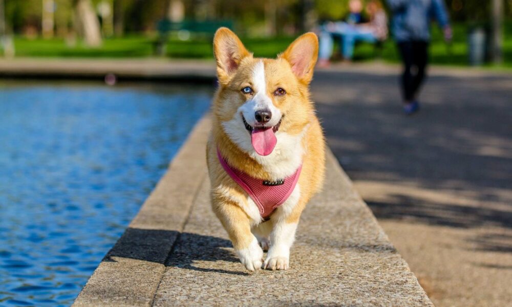 golpe calor perros