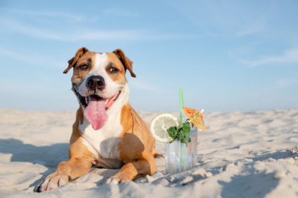 mascota playera