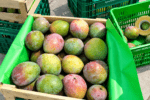 midagri lambayeque