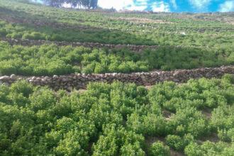 midagri oregano 1