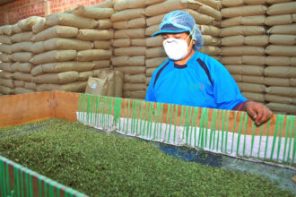 midagri oregano
