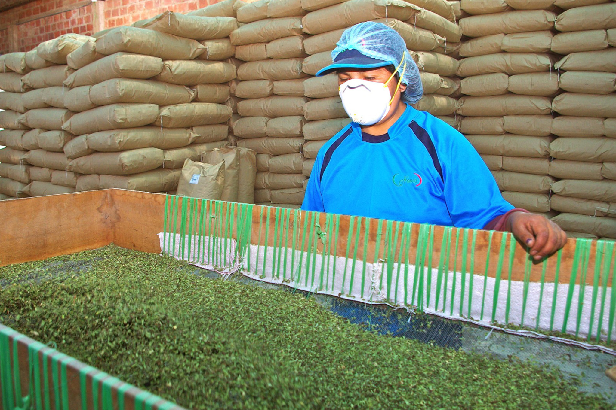 midagri oregano