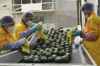 palta 5