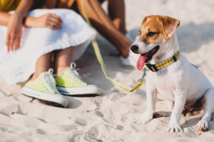 perro playa.jpg